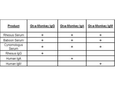Western Blot: Goat anti-Monkey IgA Secondary Antibody [Unconjugated] [NBP2-60680] - This table displays additional reactivity among various species of serum and immunoglobulin.  A (+) indicates antibody reactivity to the corresponding target.